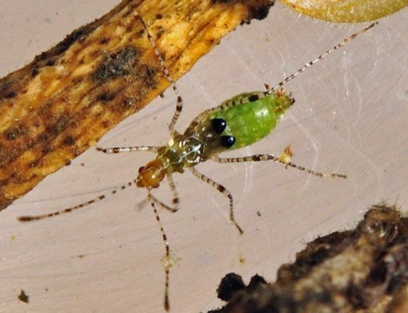 Ninfa di Gampsocoris sp.